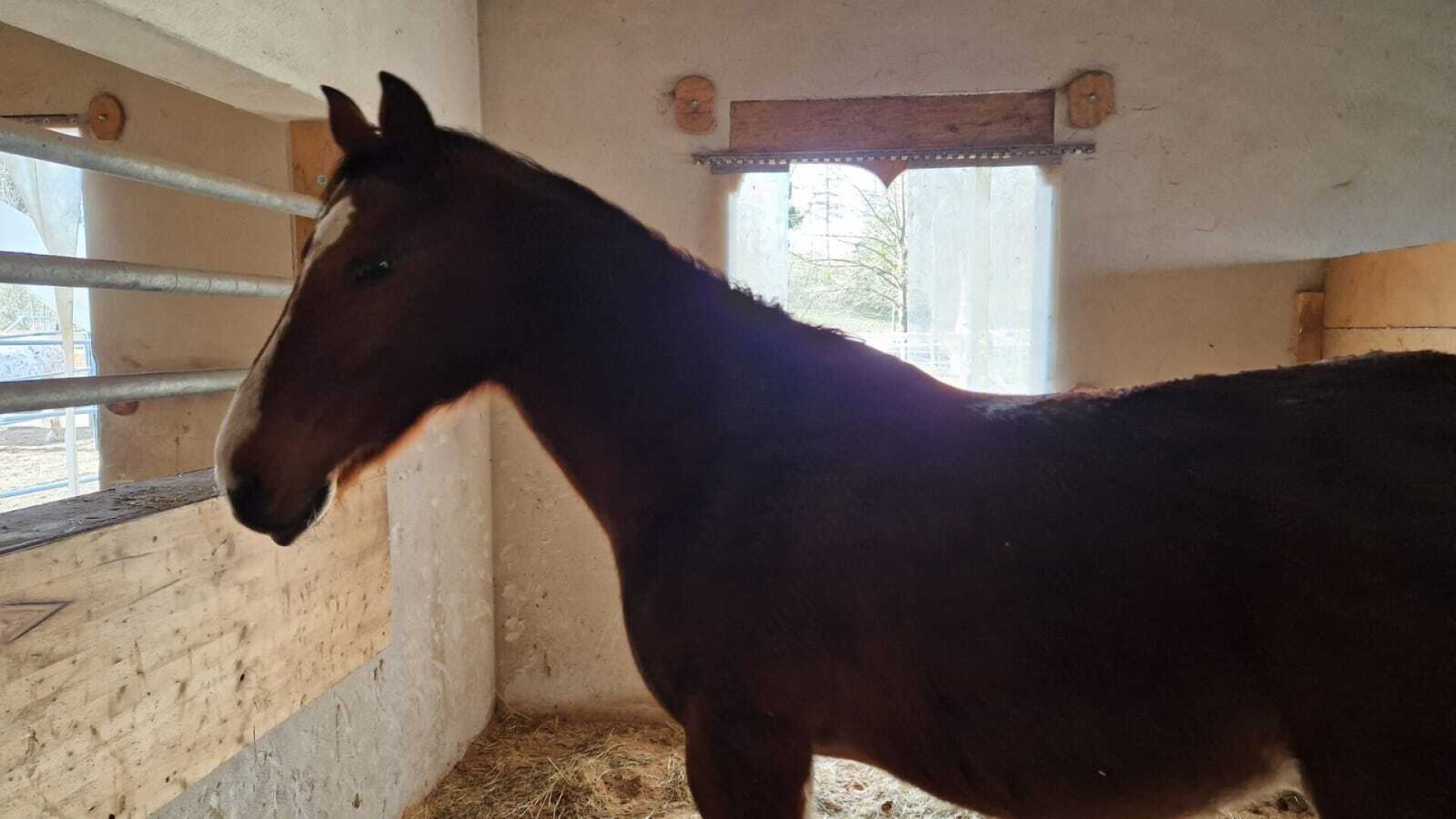 Bauernhof, Reitanlage  Wohnungen und Koppeln,  5,5 ha Gesamtfläche