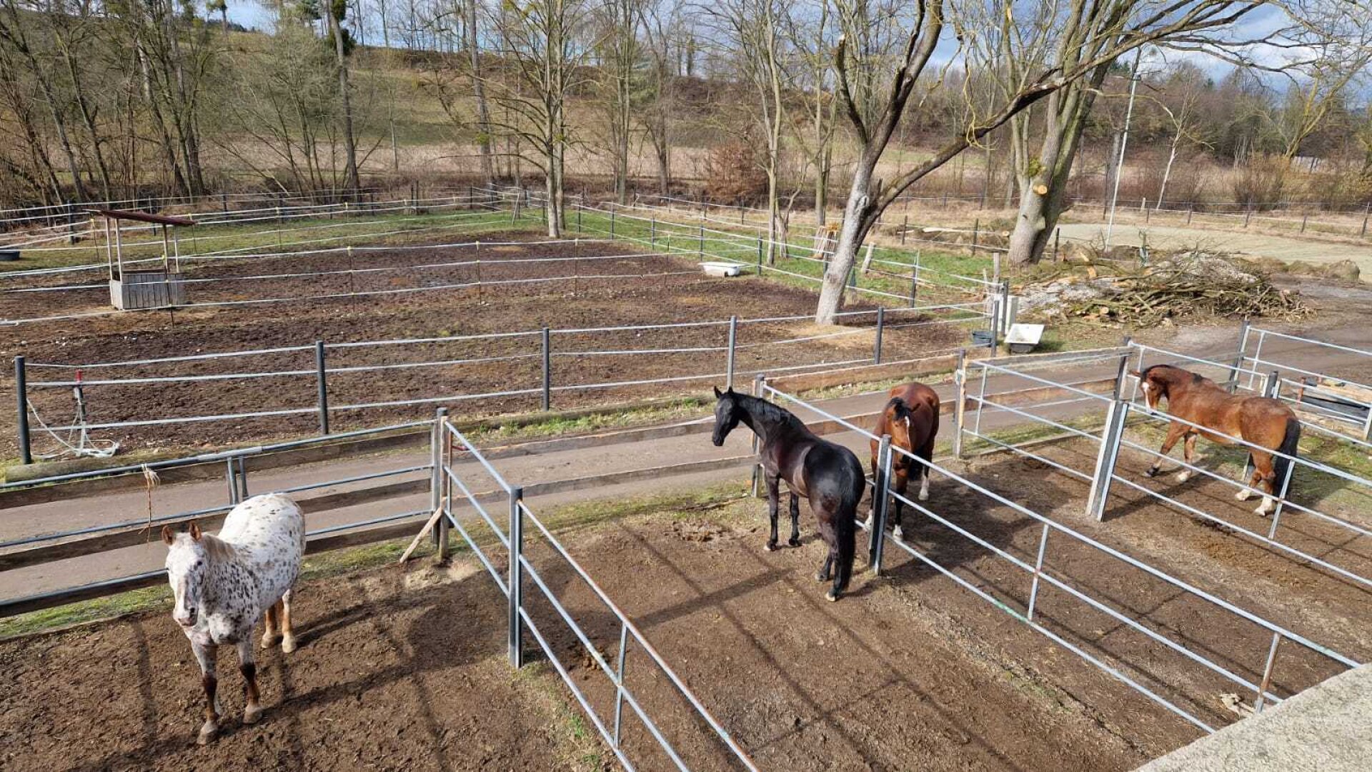 Bauernhof, Reitanlage  Wohnungen und Koppeln,  5,5 ha Gesamtfläche