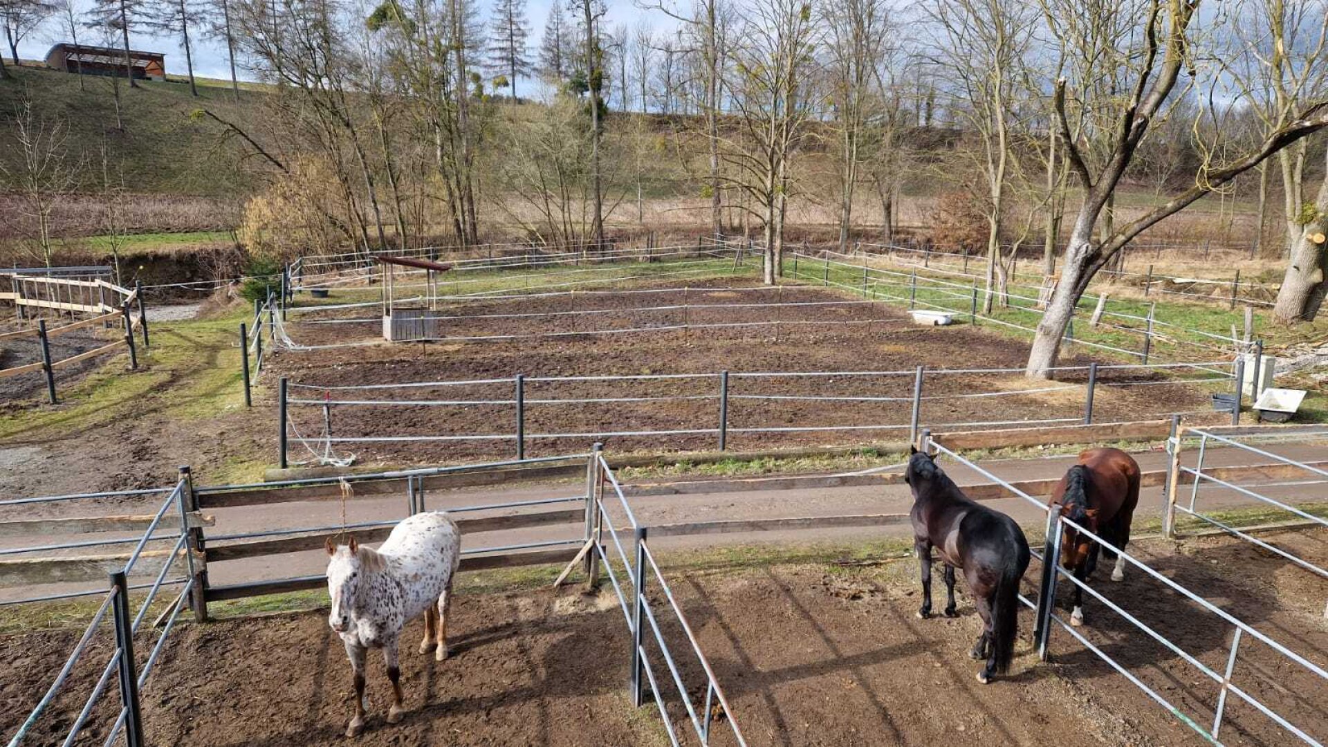 Bauernhof, Reitanlage  Wohnungen und Koppeln,  5,5 ha Gesamtfläche