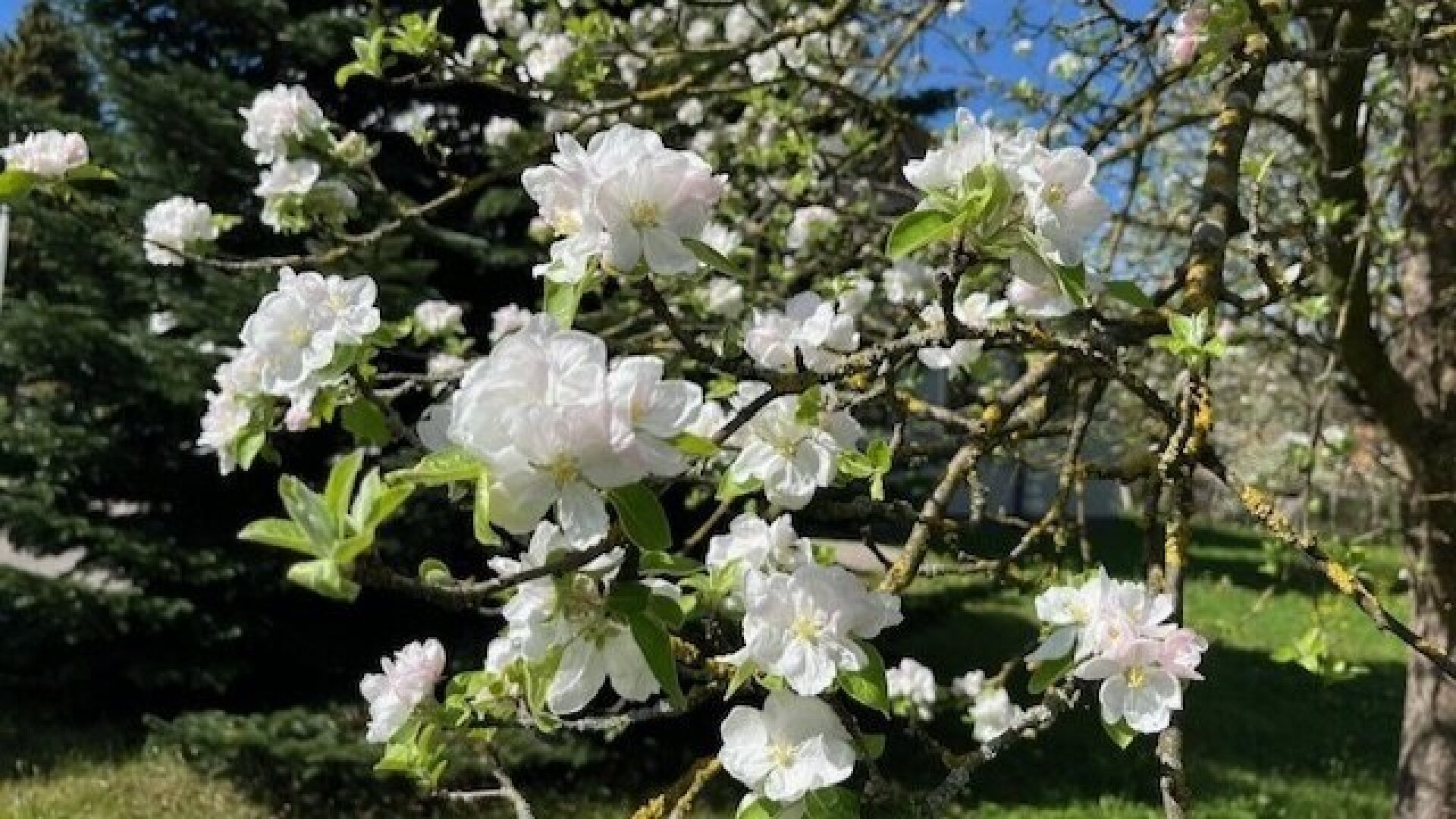 Apfelblüte im Mostviertel - Baugründe in wunderschöner, sonniger Lage!