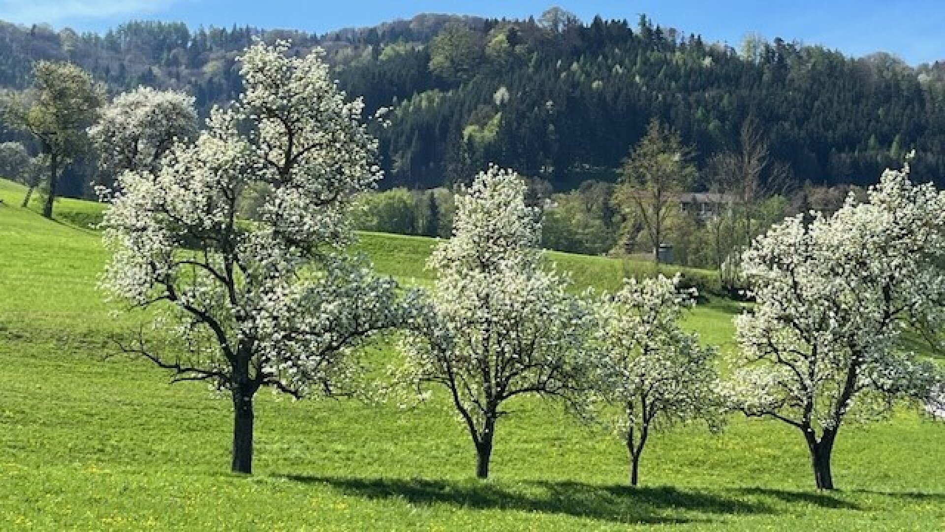 Sonniges Baugrundstück in wunderschöner Lage im Mostviertel!