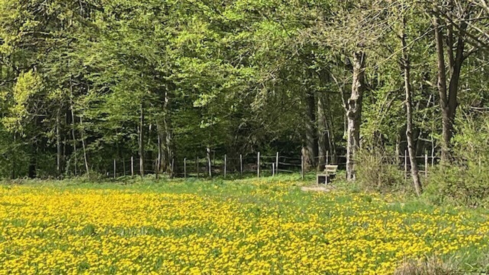 Bungalow in sonniger Lage - individuell planbar - Lehm für Ihre Wohngesundheit
