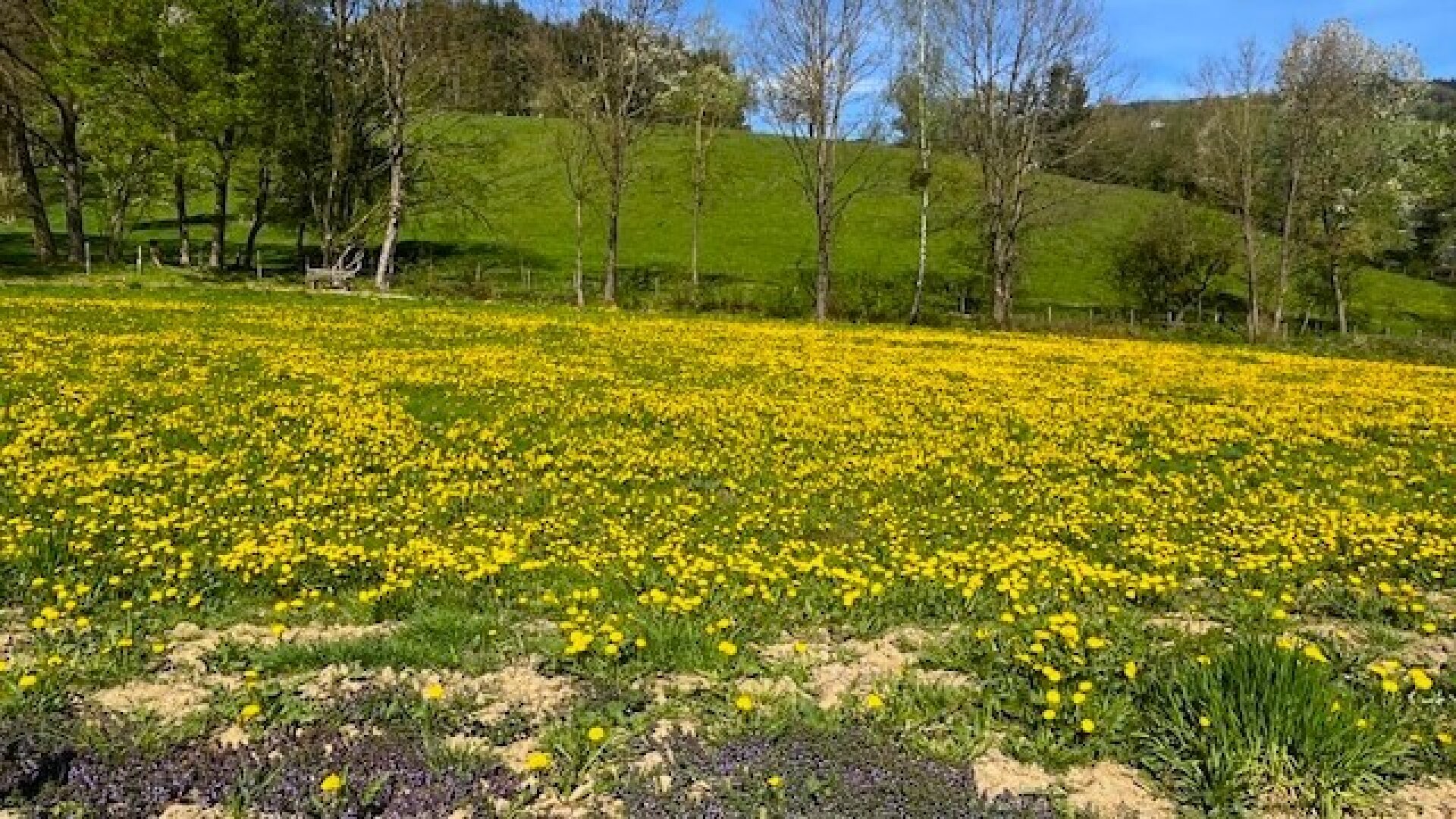 Apfelblüte im Mostviertel - Baugründe in wunderschöner, sonniger Lage!