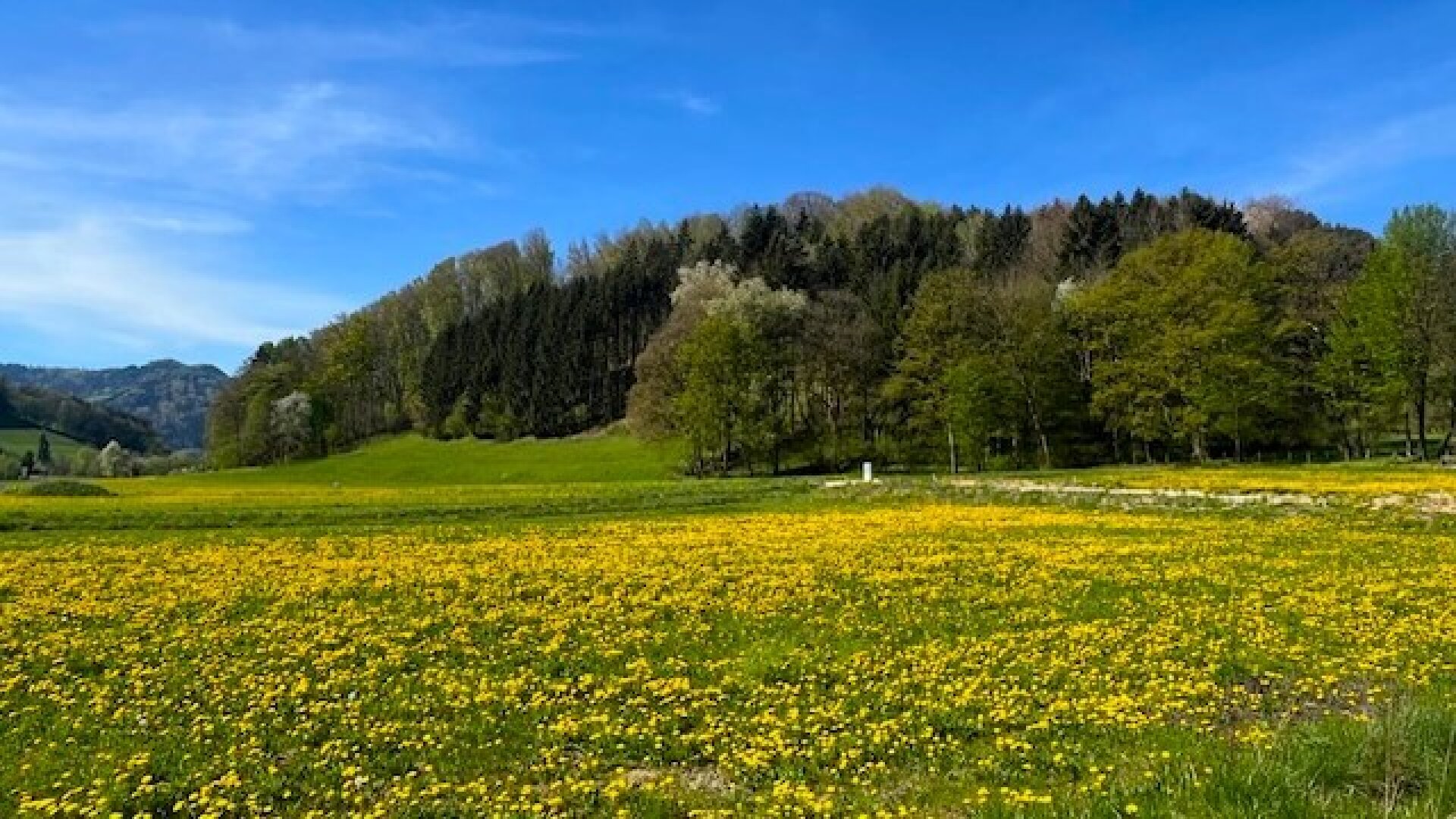 Apfelblüte im Mostviertel - Baugründe in wunderschöner, sonniger Lage!