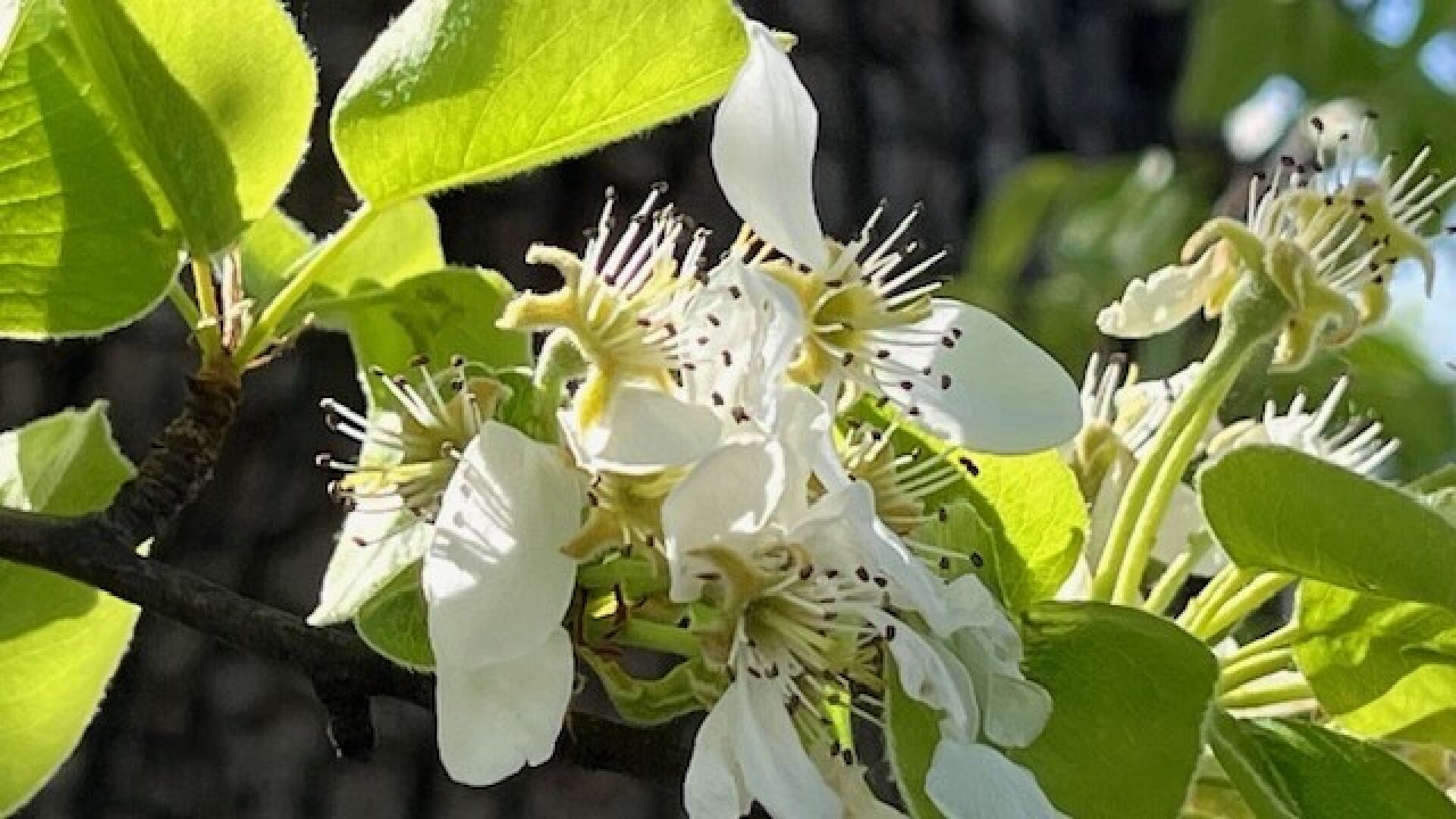 Apfelblüte im Mostviertel - Baugründe in wunderschöner, sonniger Lage!