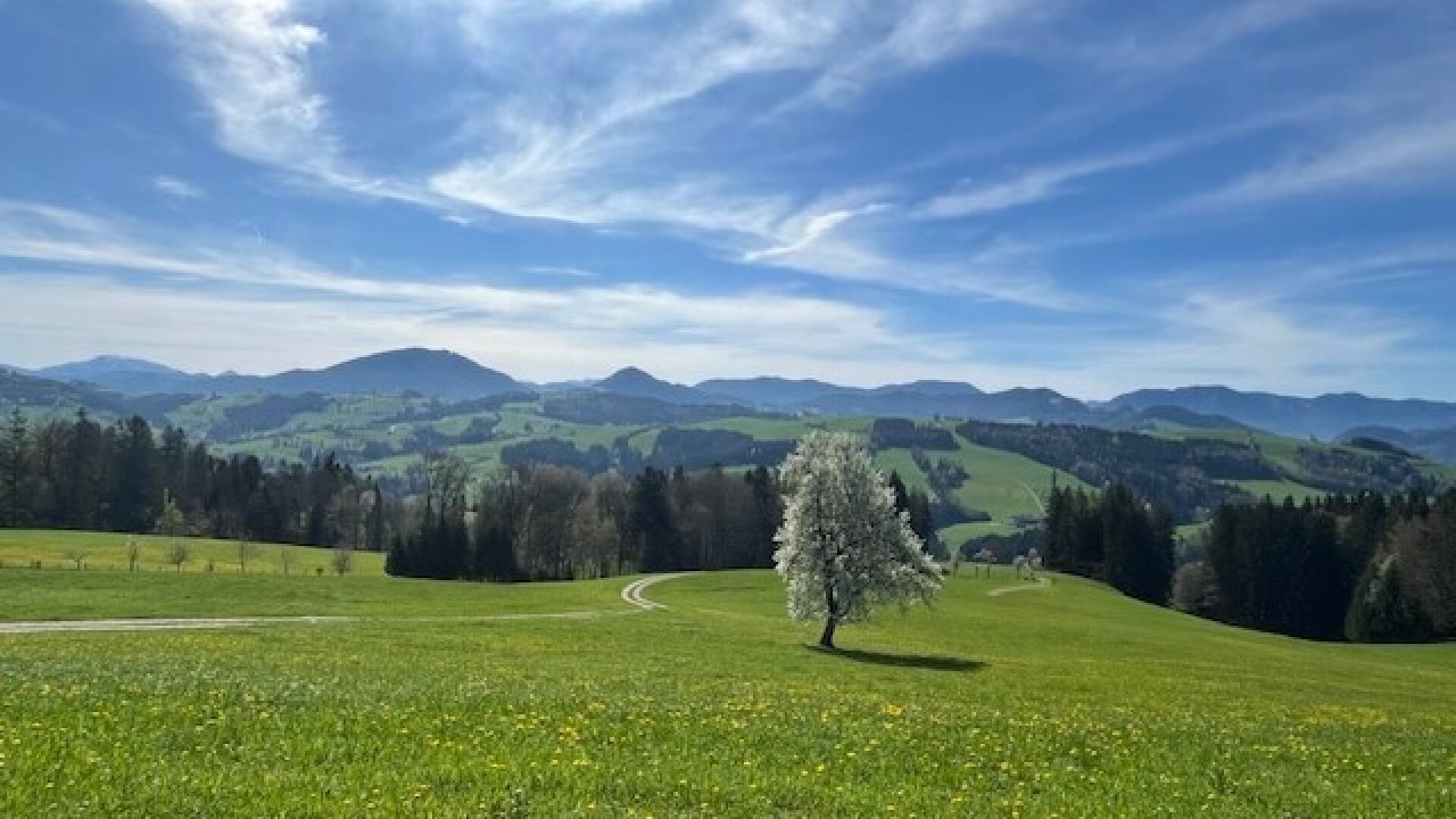 Apfelblüte im Mostviertel - Baugründe in wunderschöner, sonniger Lage!