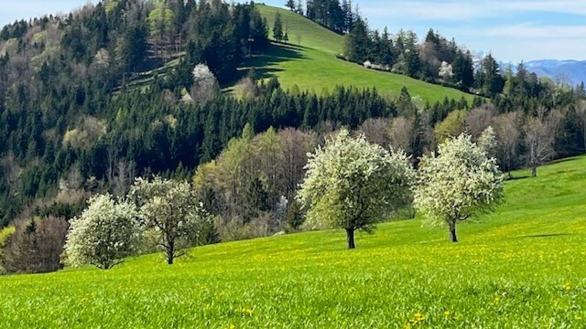 Für ein natürliches Wohlfühlerlebnis – individuell planbares Stockhaus in sonniger Lage!