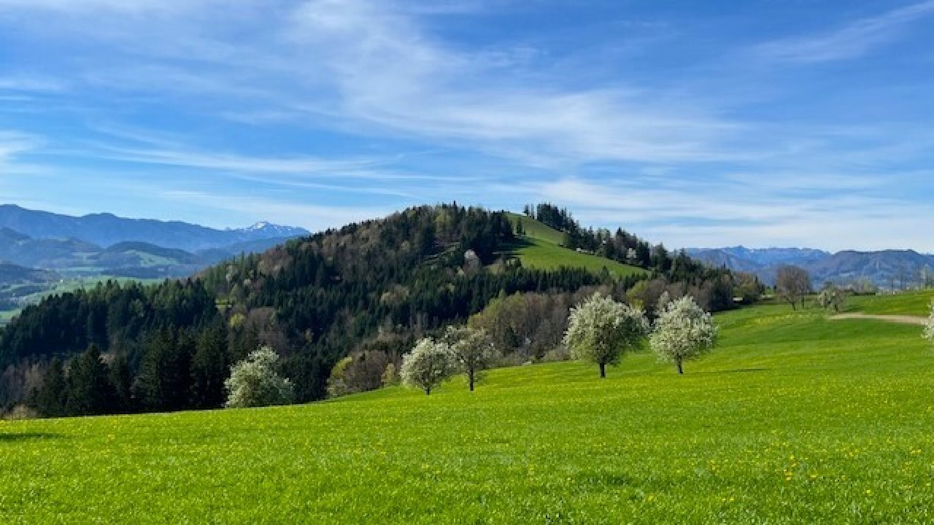 Apfelbaumblüte vor Ihrem Haus im schönen Mostviertel - Baugründe in wunderschöner, sonniger Lage!
