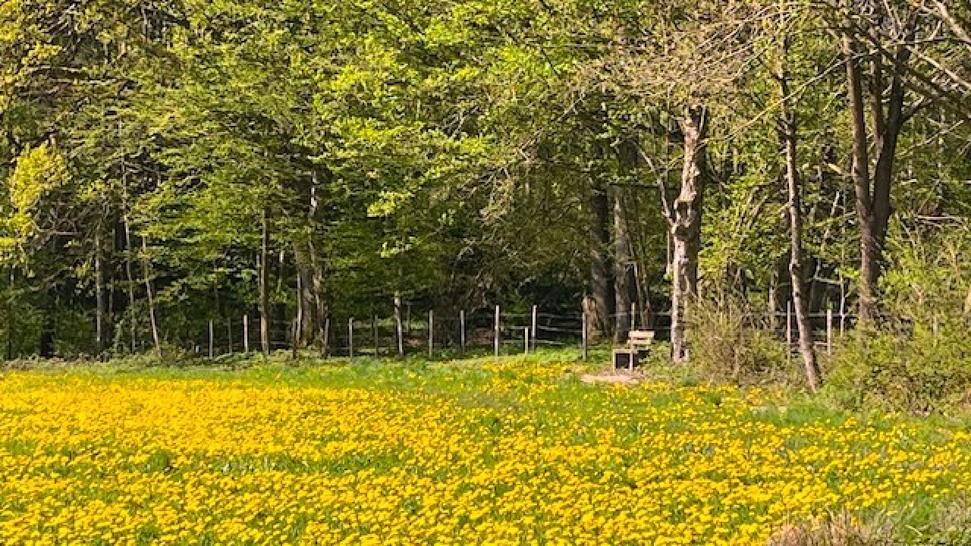Apfelbaumblüte vor Ihrem Haus im schönen Mostviertel - Baugründe in wunderschöner, sonniger Lage!