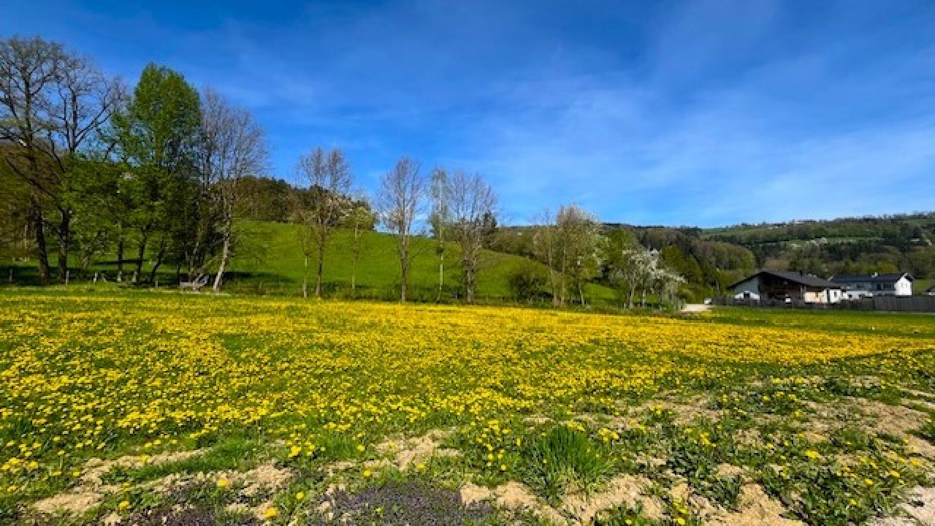 Apfelbaumblüte vor Ihrem Haus im schönen Mostviertel - Baugründe in wunderschöner, sonniger Lage!