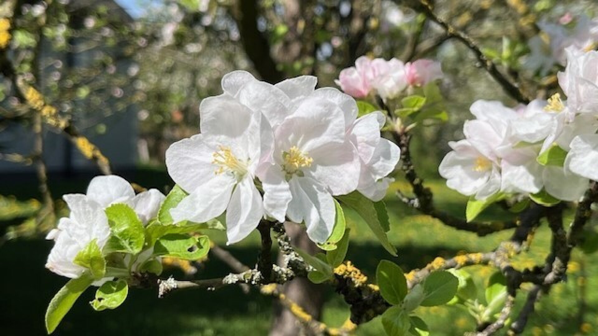 Apfelbaumblüte vor Ihrem Haus im schönen Mostviertel - Baugründe in wunderschöner, sonniger Lage!