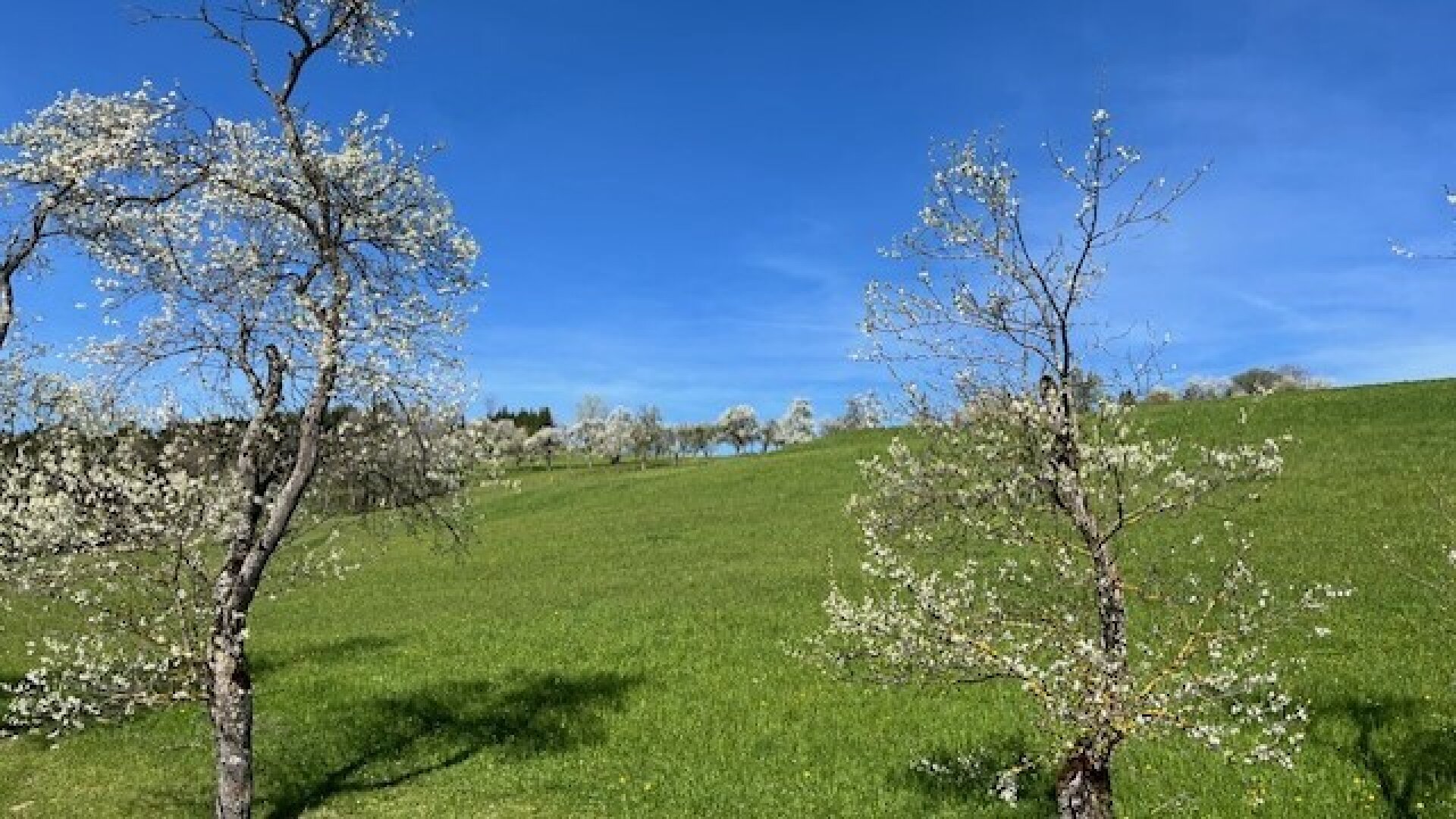 Im Mostviertel blühen wieder die Bäume ... - Baugründe in wunderschöner, sonniger Lage!