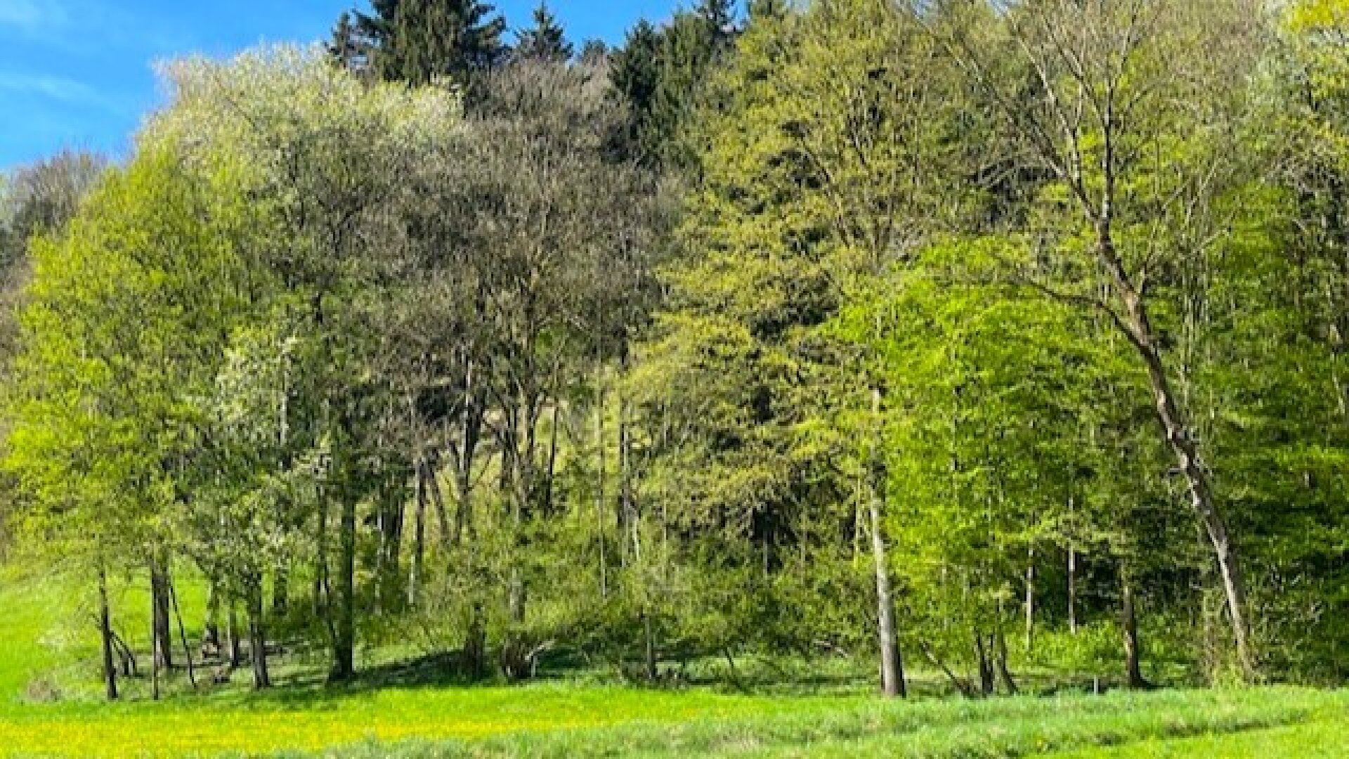 Im Mostviertel blühen wieder die Bäume ... - Baugründe in wunderschöner, sonniger Lage!