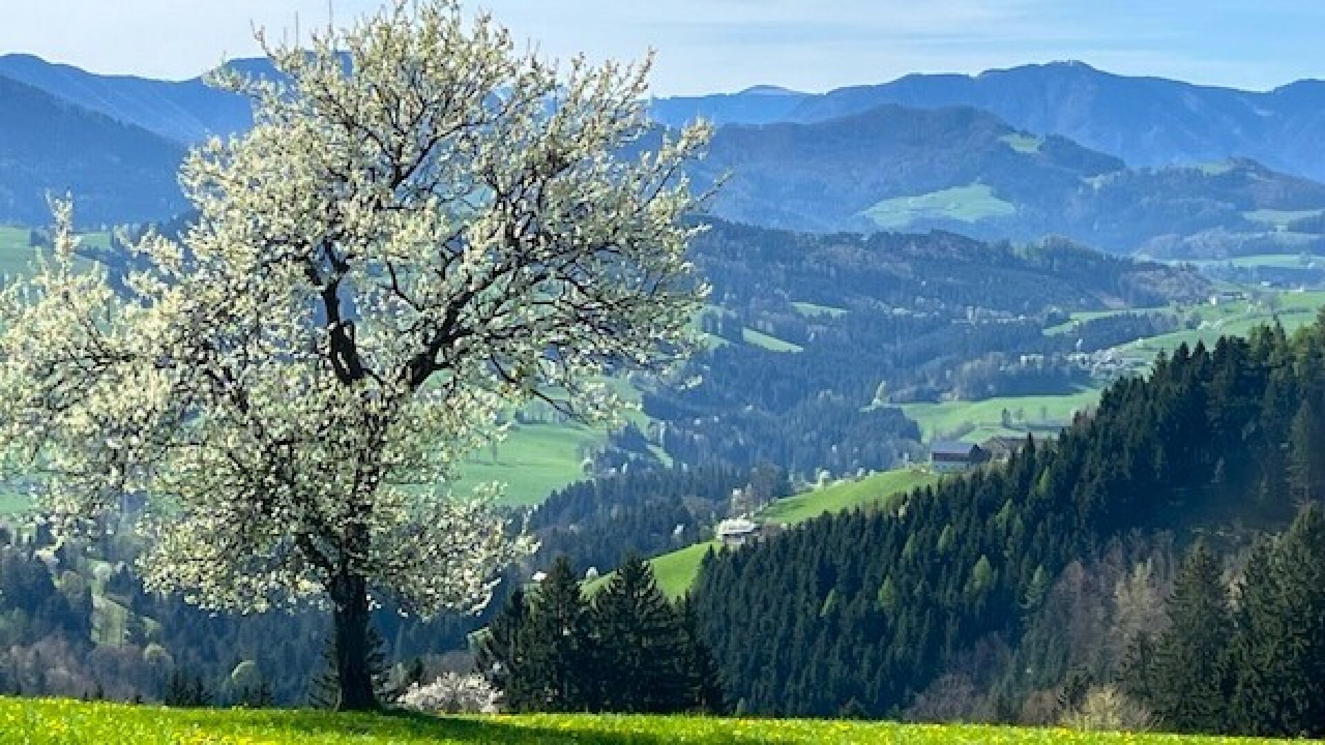 Bauträgerobjekt im Mostviertel - Baugründe in wunderschöner, sonniger Lage!