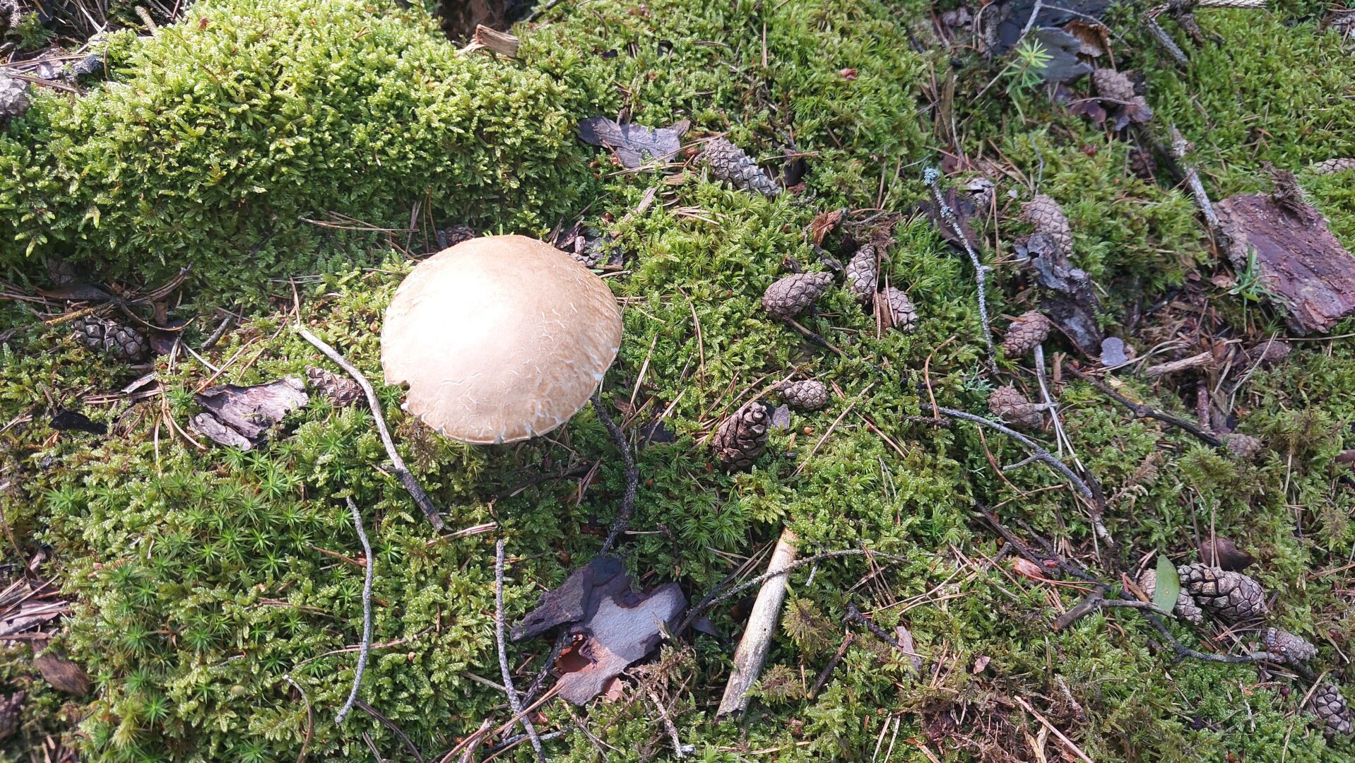 Ökosystem Wald!