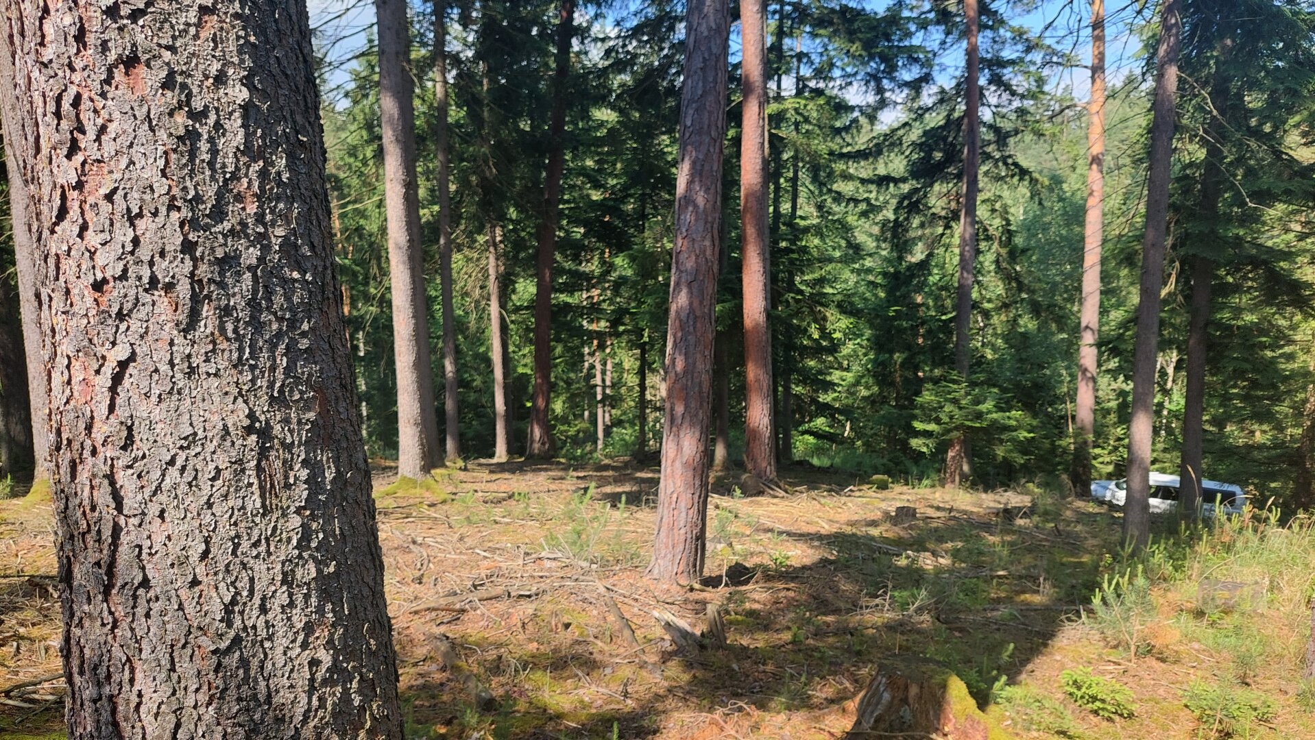 Ökosystem Wald!