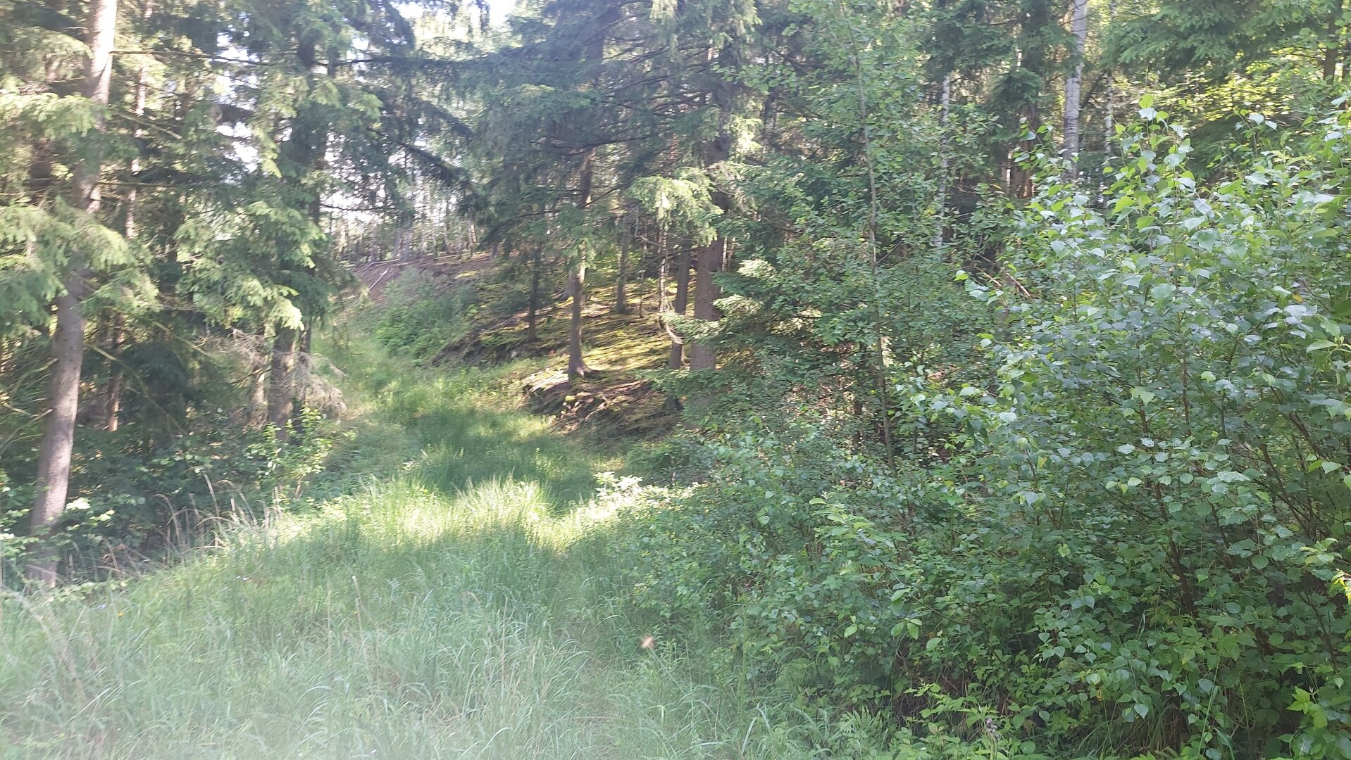 Ökosystem Wald!