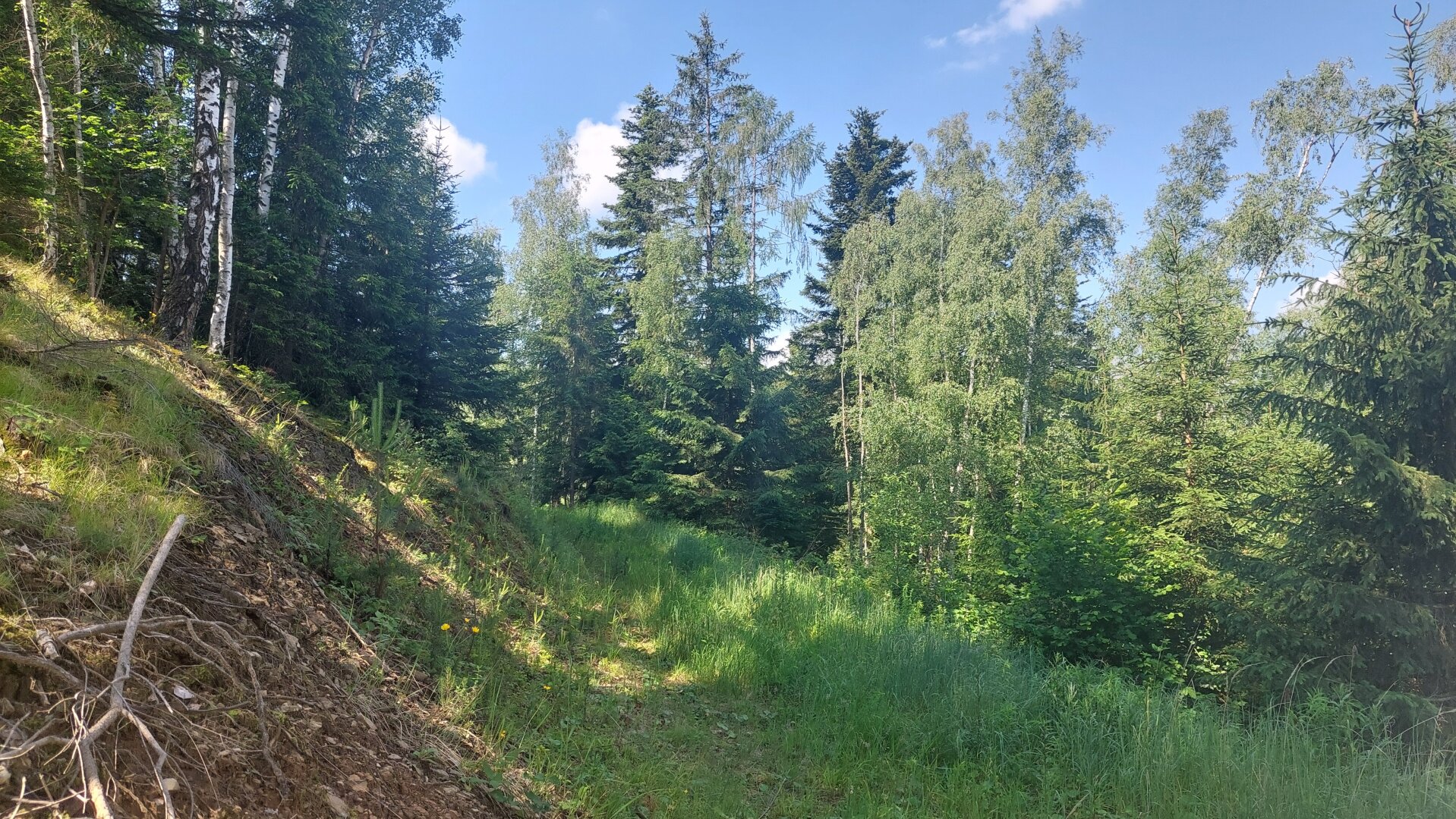 Ökosystem Wald!