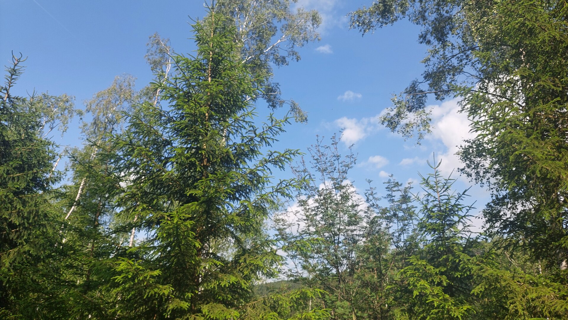 Ökosystem Wald!