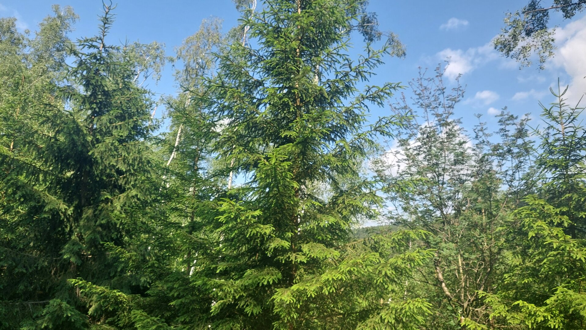 Ökosystem Wald!