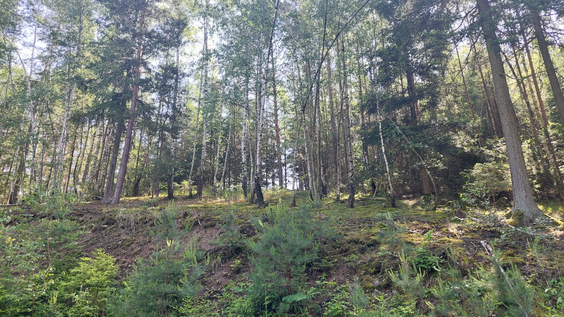 Ökosystem Wald!