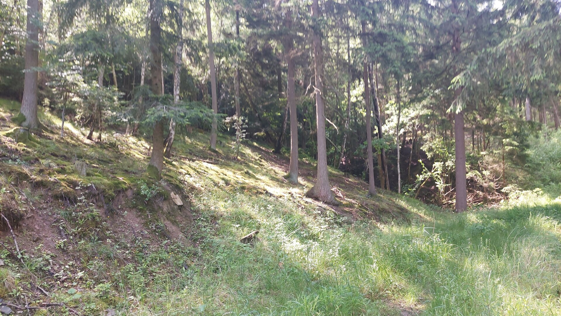 Ökosystem Wald!