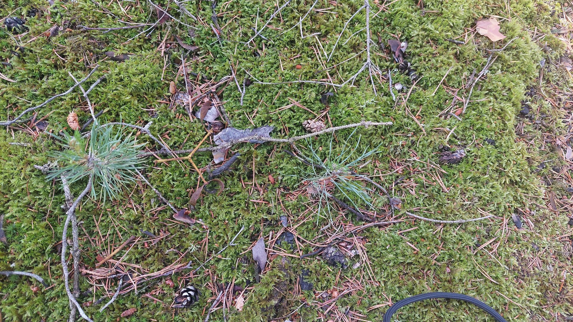 Ökosystem Wald!