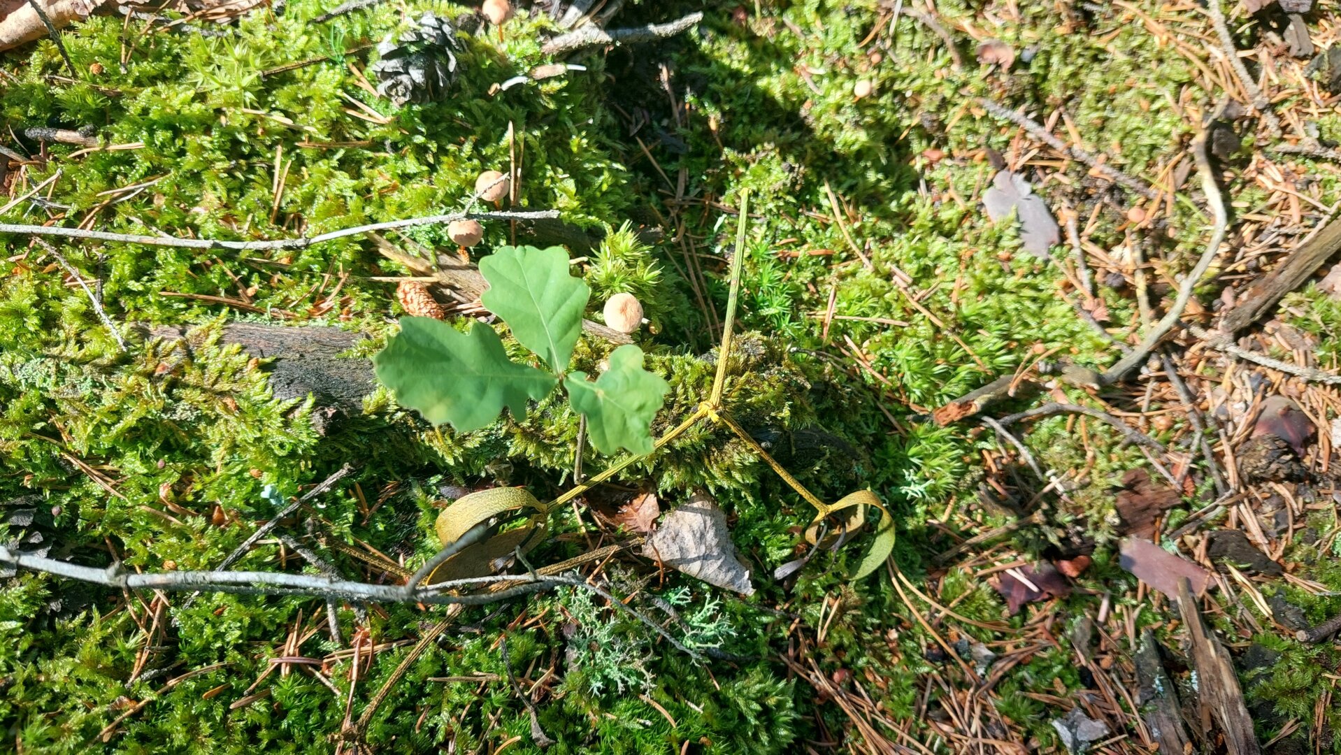 Ökosystem Wald!