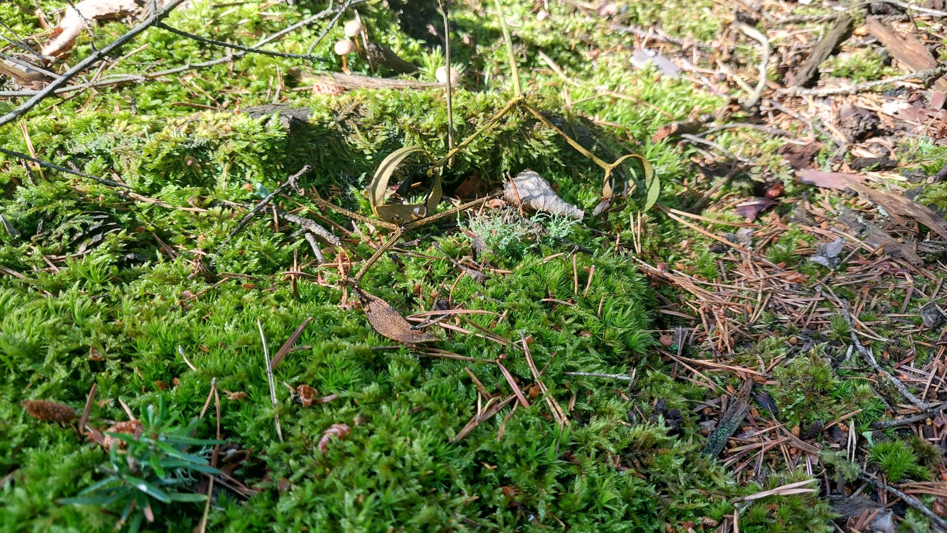 Ökosystem Wald!