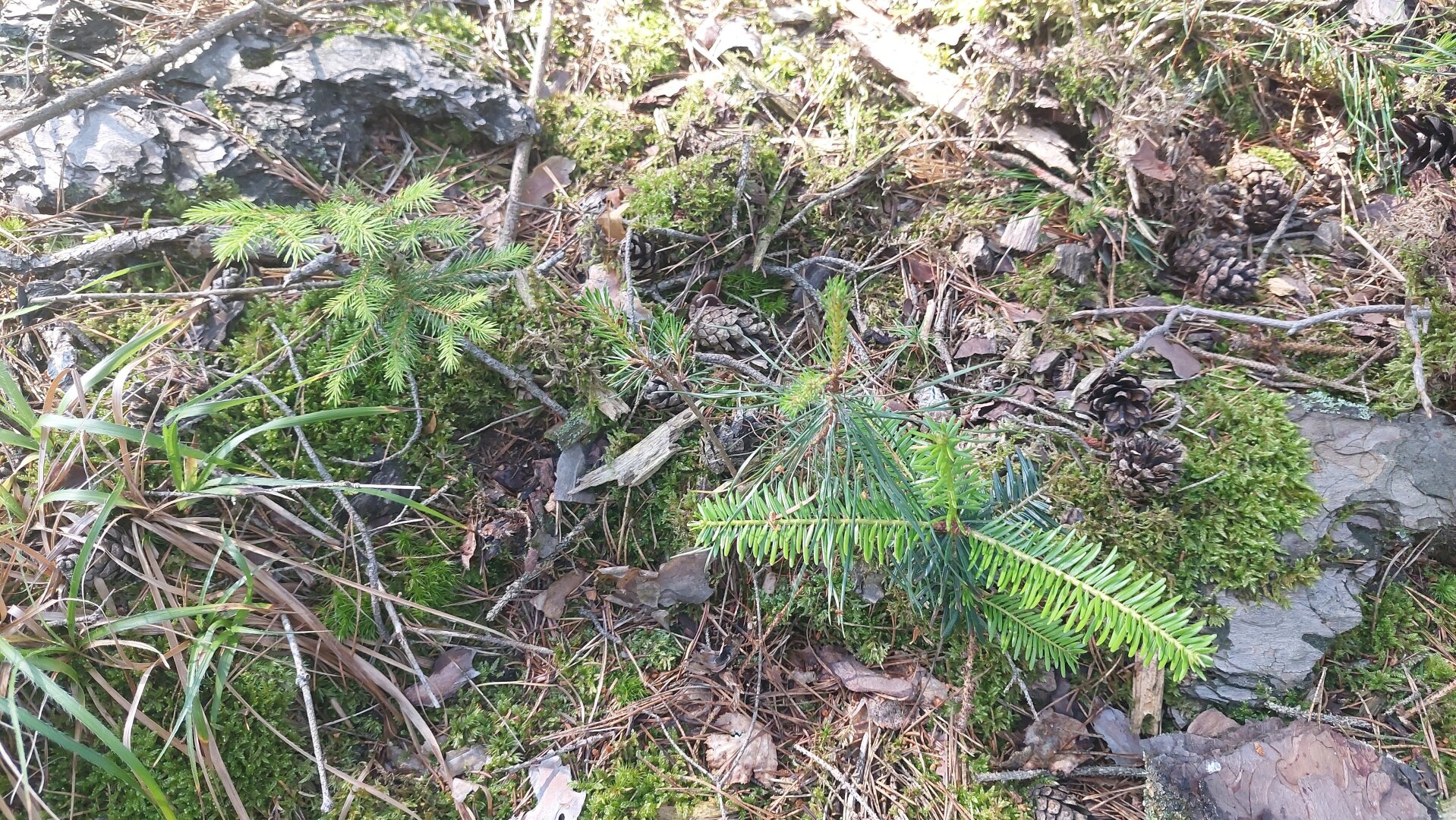 Ökosystem Wald!