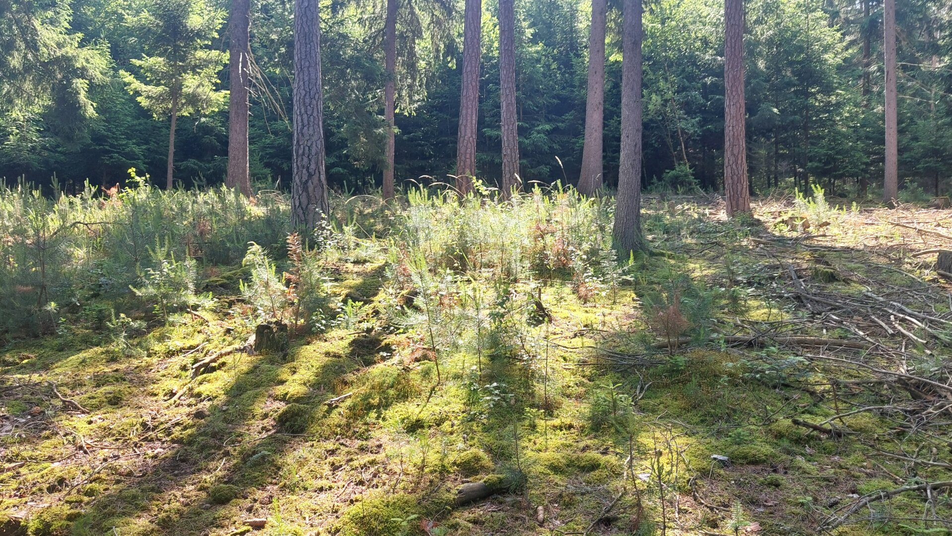 Ökosystem Wald!