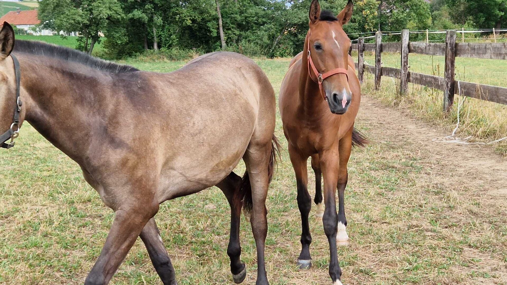 Pferdehof, Arrondierte Landwirtschaft Eigene Quelle