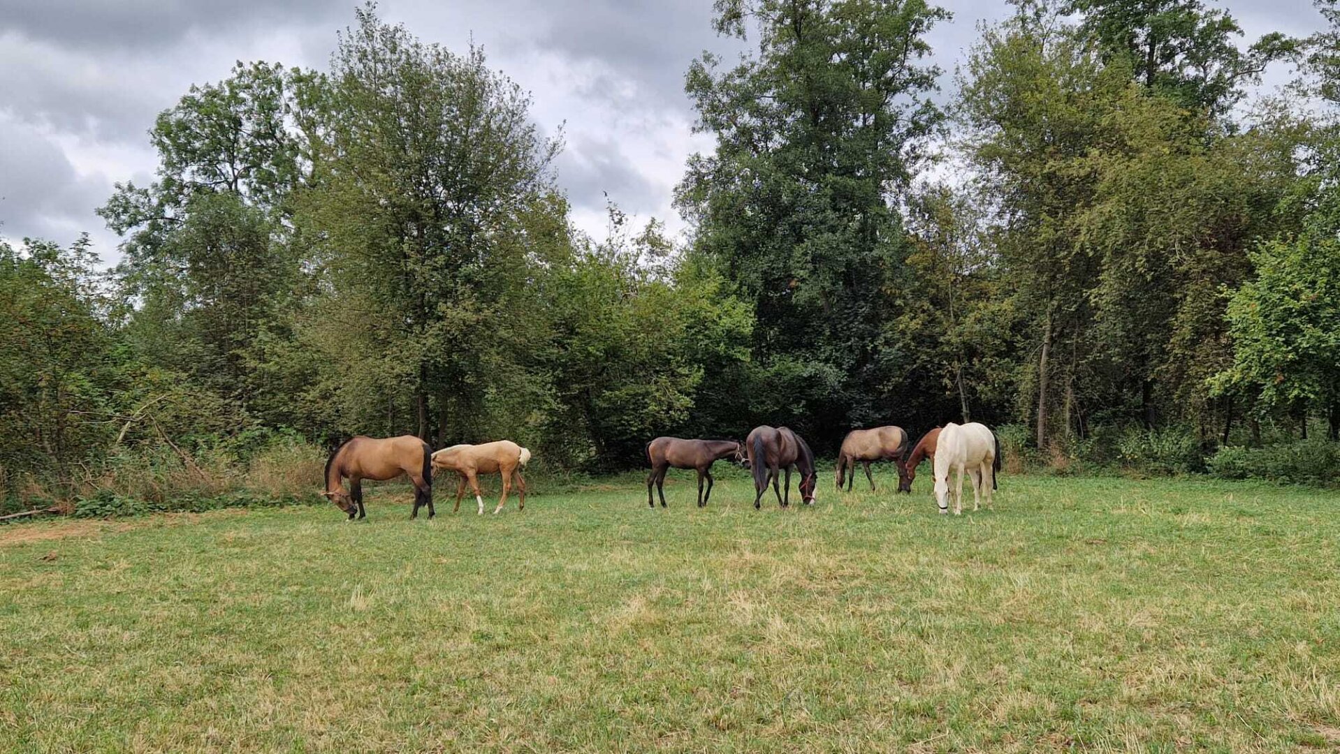 Pferdehof, Arrondierte Landwirtschaft Eigene Quelle