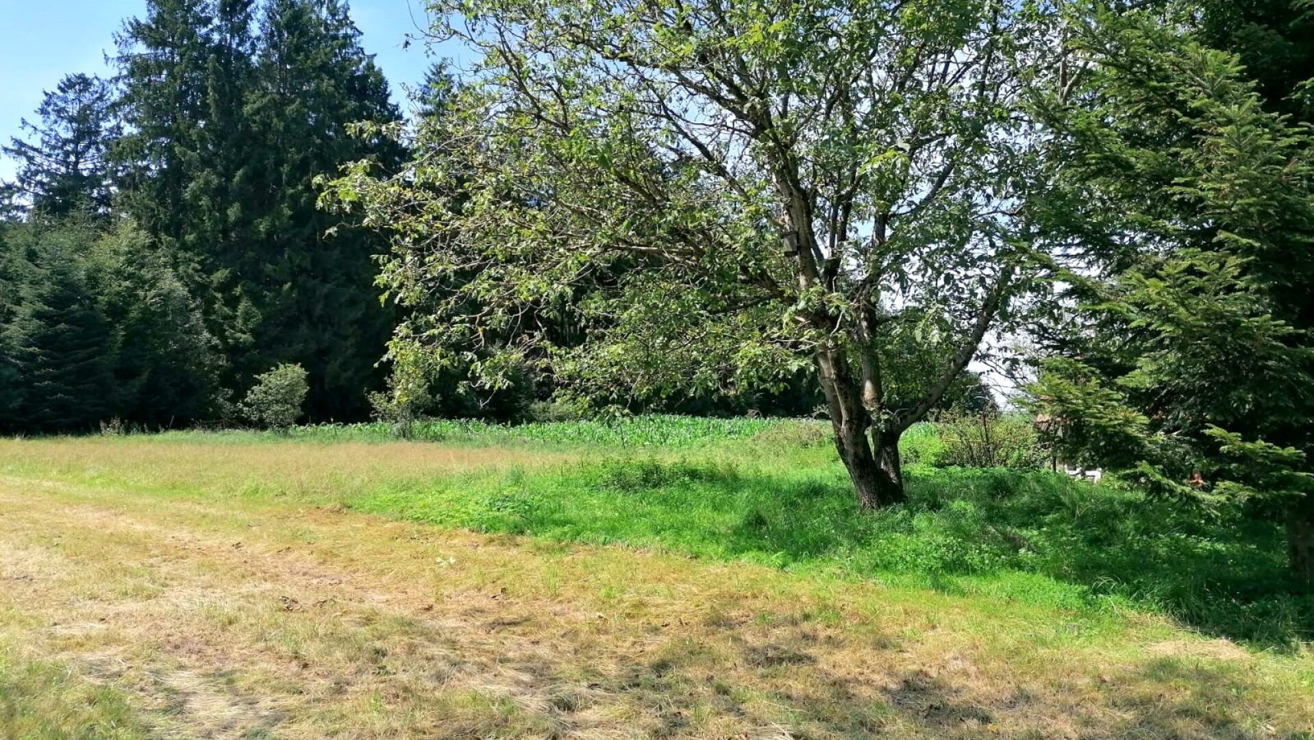 Alleinlage, 129.000 Euro Renovierungsbedürftiges Haus am Waldrand 4762 St Willibald Oberantlang 14