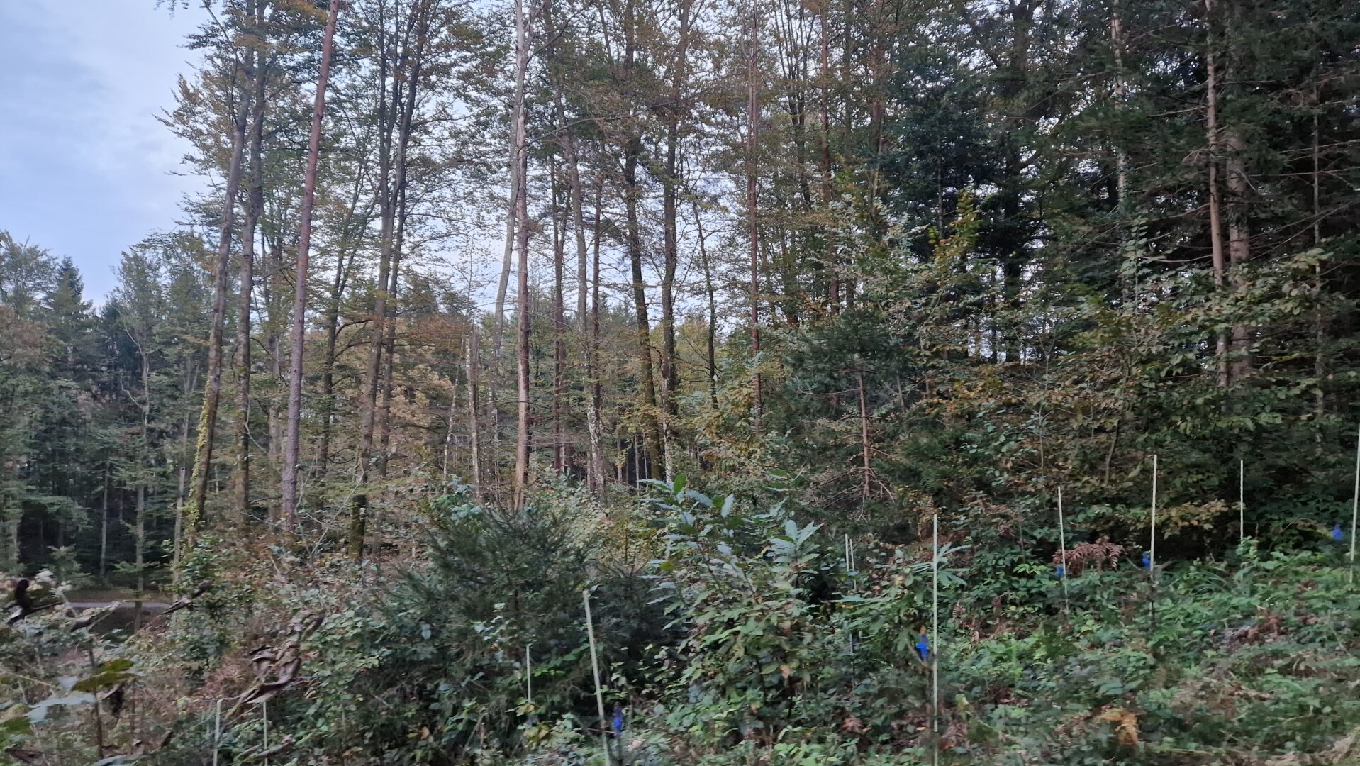 Land- und Forstwirtschaft mit rund 10 ha Grund und riesiger PV-Anlage