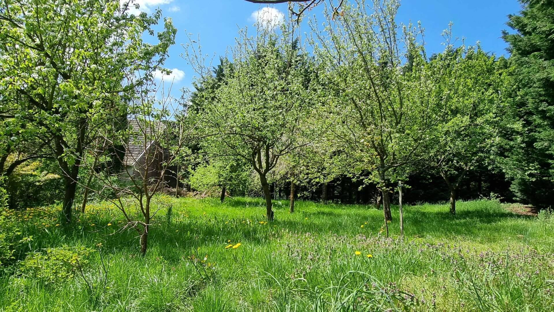 Wildromantisches Grundstück mit charmanten Bauerhof!