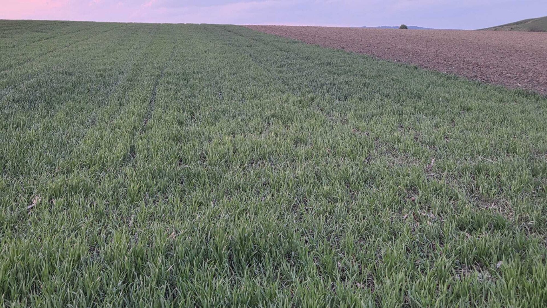 Acker 8,8 ha - TOP Feld