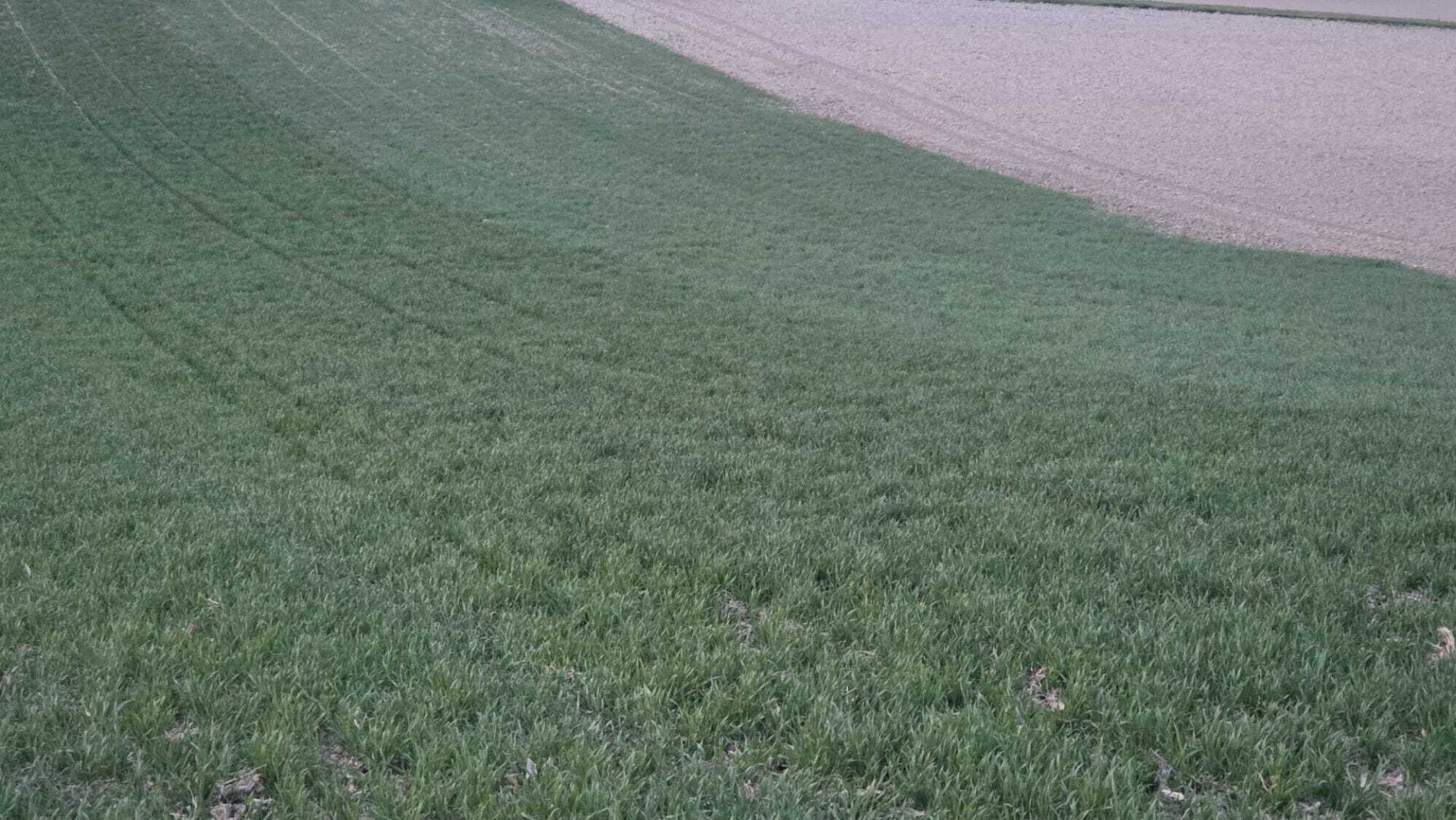 Acker 8,8 ha - TOP Feld