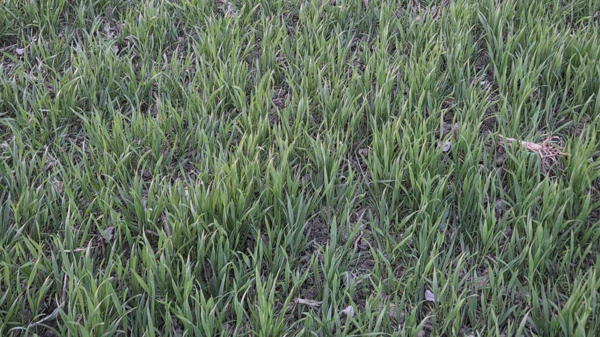 Acker 8,8 ha - TOP Feld