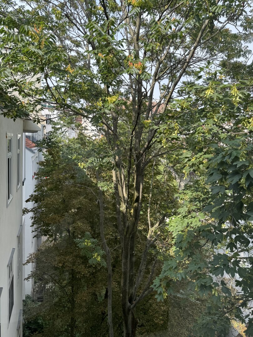 Charmante 2-Zimmer-Altbauwohnung – Bestlage der Josefstadt