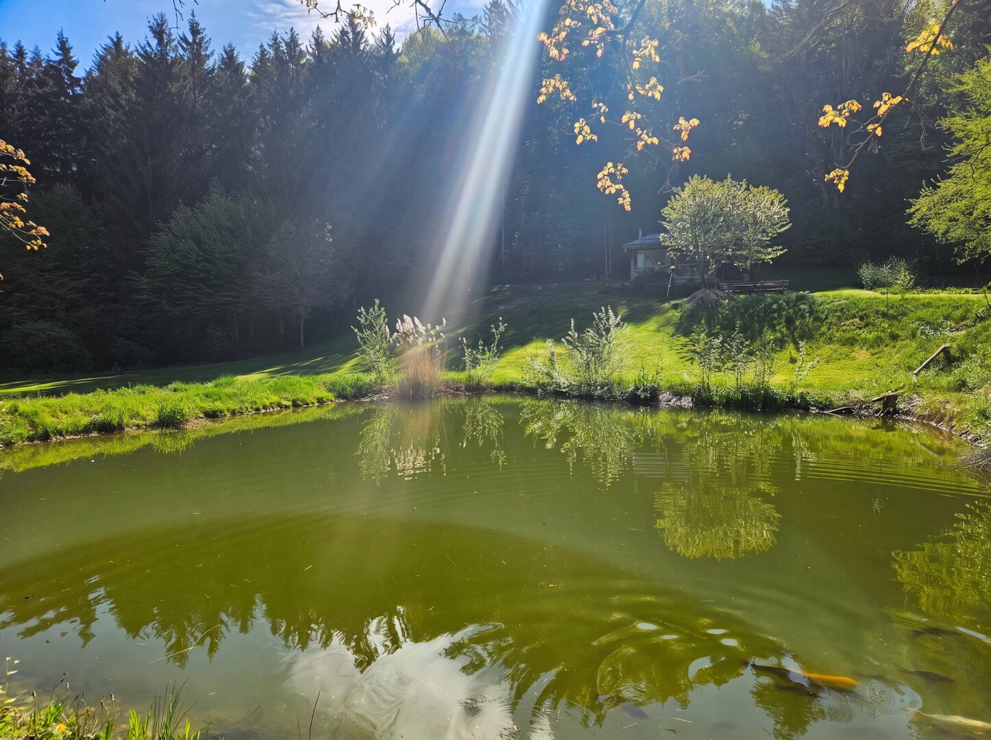 Naturnahes Freizeitgrundstück mit zwei Fischteichen und Holzhütte in Heimschuh