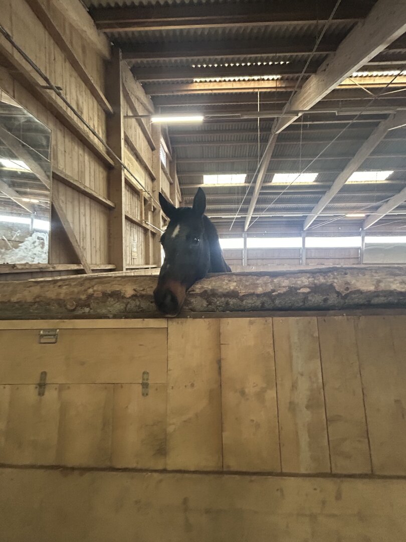 Romantischer Reithof mit Potential