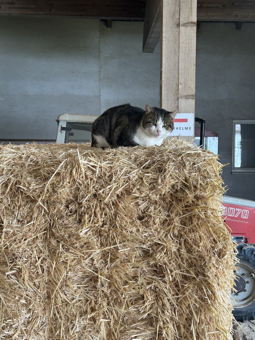 Romantischer Reithof mit Potential