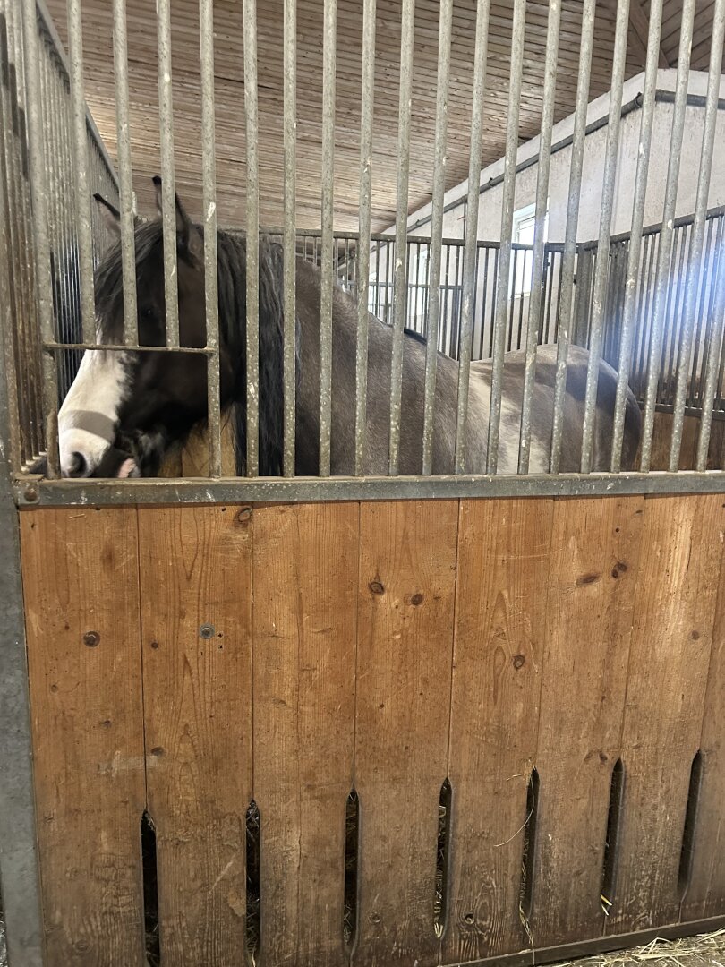 Romantischer Reithof mit Potential