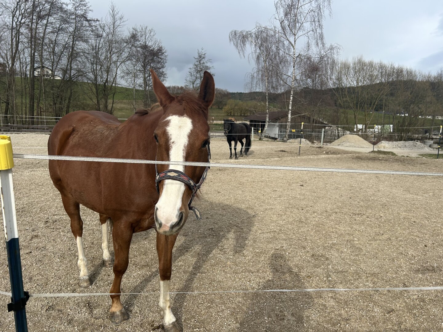 Romantischer Reithof mit Potential