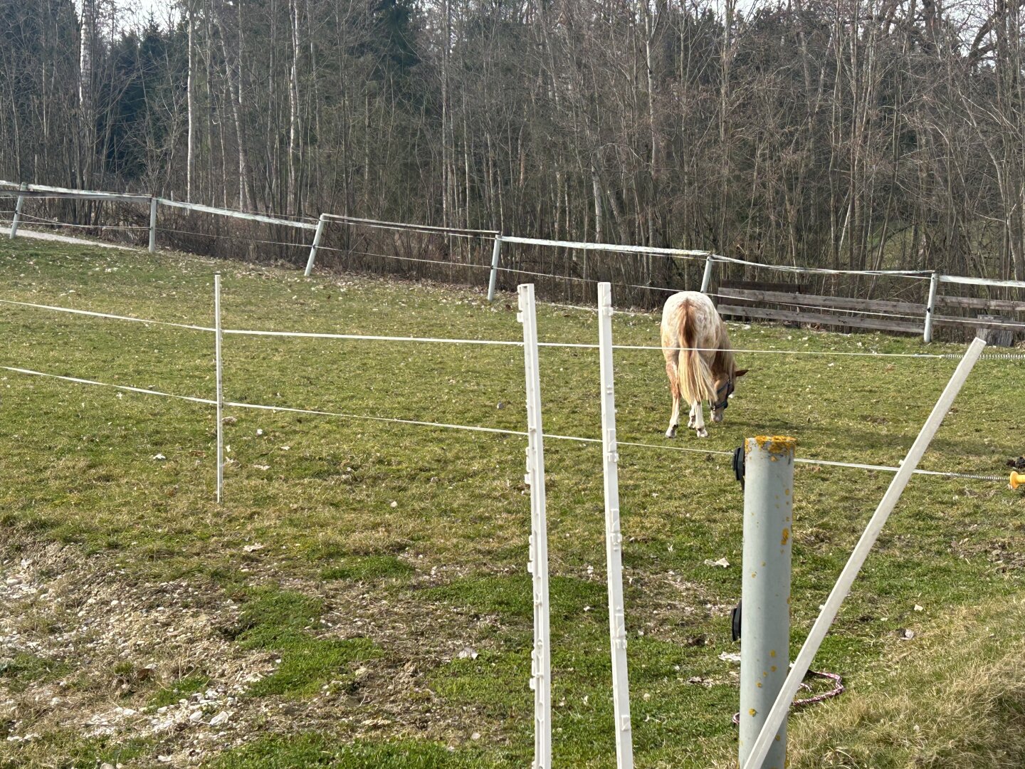 Romantischer Reithof mit Potential