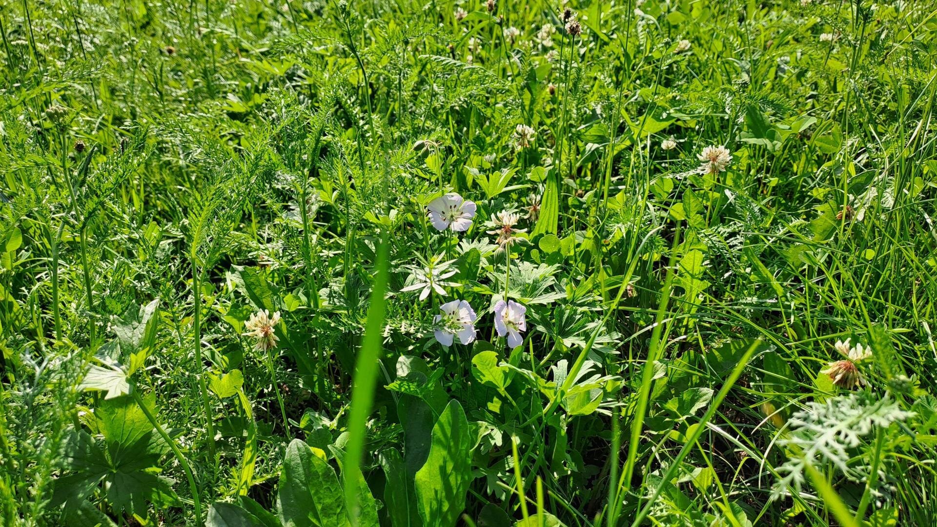 7 Wiesenglück