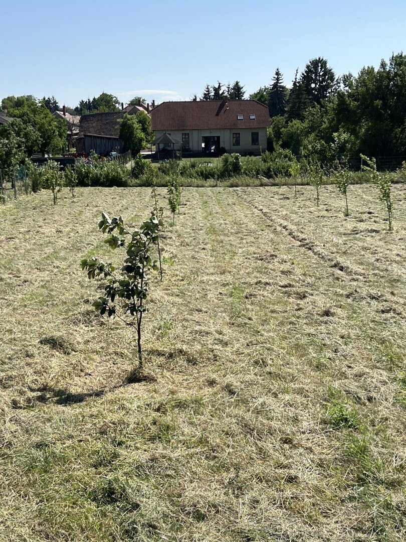 +++Traumhaus mit ländlicher Eleganz – ein geschmackvoll gestaltetes Einfamilienhaus im Herrenhausstil im Herzen von Lövő!+++