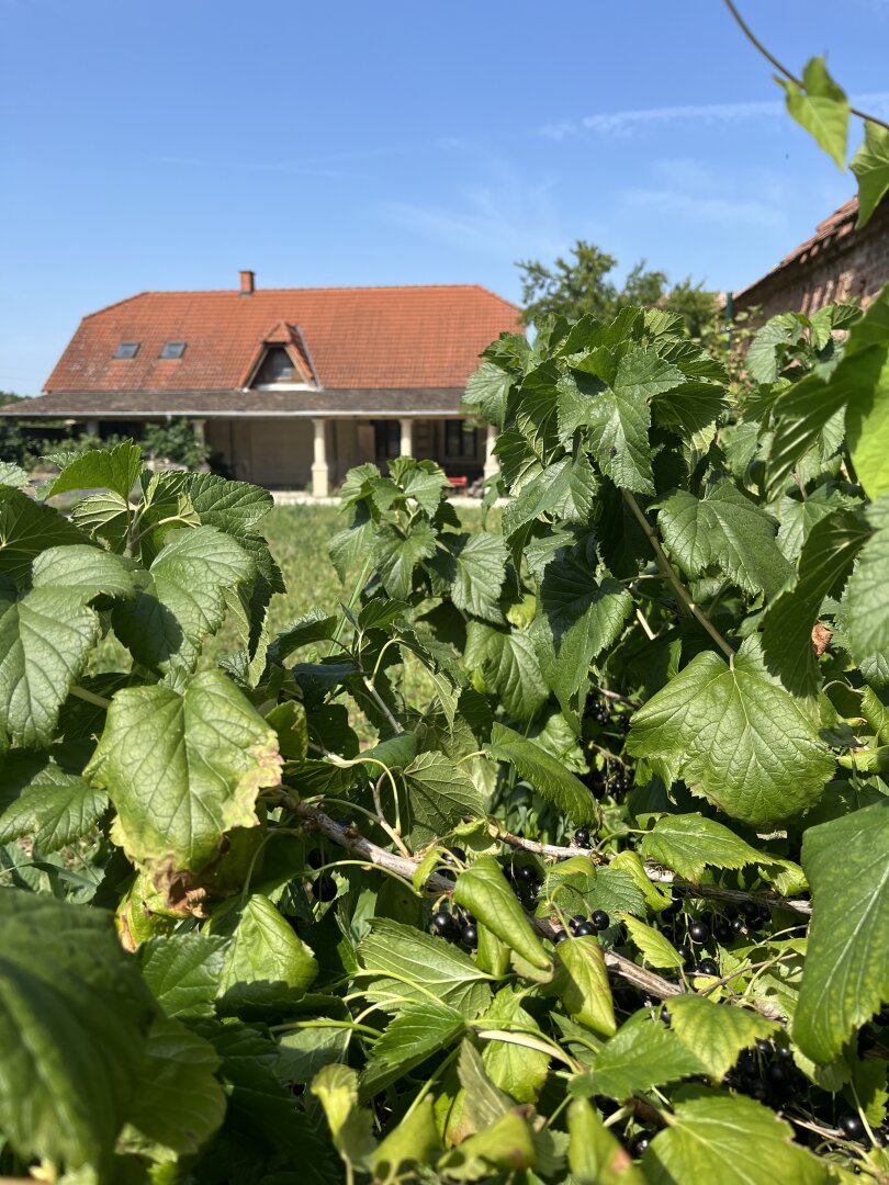 +++Traumhaus mit ländlicher Eleganz – ein geschmackvoll gestaltetes Einfamilienhaus im Herrenhausstil im Herzen von Lövő!+++