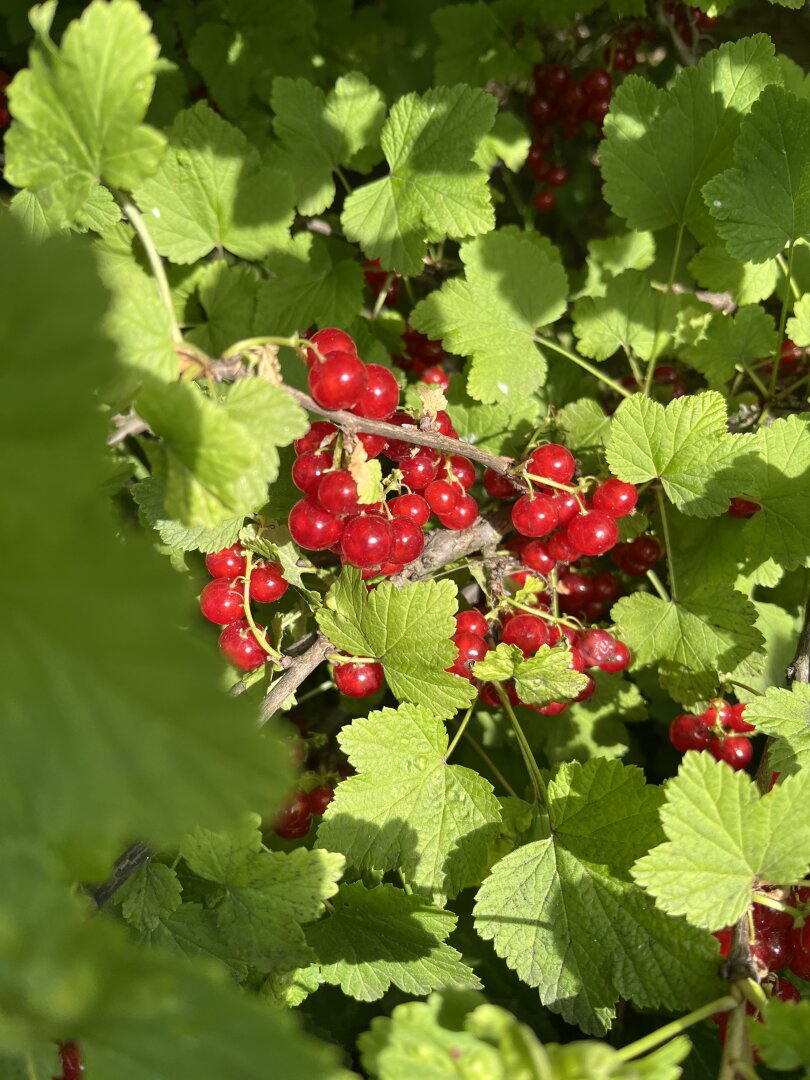 +++Traumhaus mit ländlicher Eleganz – ein geschmackvoll gestaltetes Einfamilienhaus im Herrenhausstil im Herzen von Lövő!+++